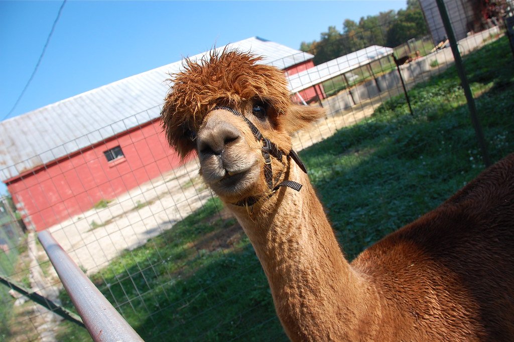 🦙 비바 알파카 목장(비바 아루파카 보쿠조) 이미지 7